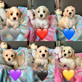 Cavachon - Both