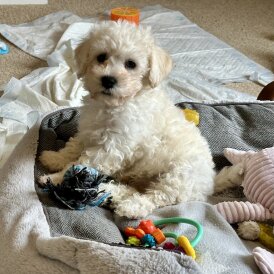 Cavachon - Both