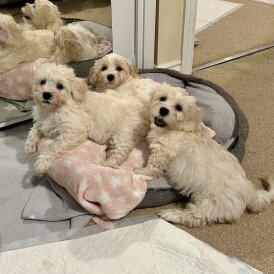 Cavachon - Both