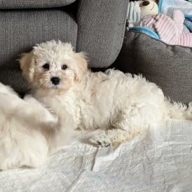 Cavachon - Both
