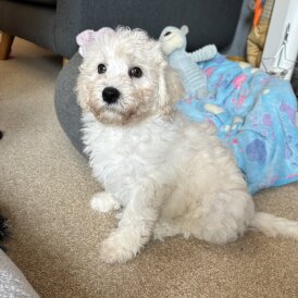 Cavachon - Both