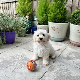 Cavachon - Both