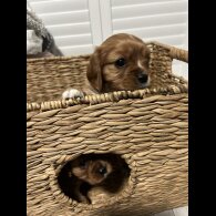 Cavalier King Charles Spaniel - Both