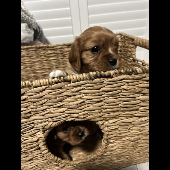 Cavalier King Charles Spaniel - Both