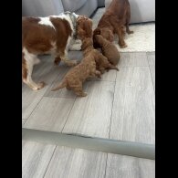 Cavalier King Charles Spaniel - Both