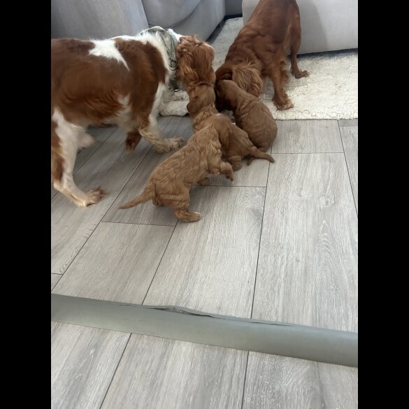 Cavalier King Charles Spaniel - Both