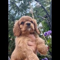 Cavalier King Charles Spaniel - Bitches