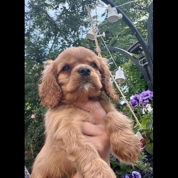 Cavalier King Charles Spaniel - Bitches