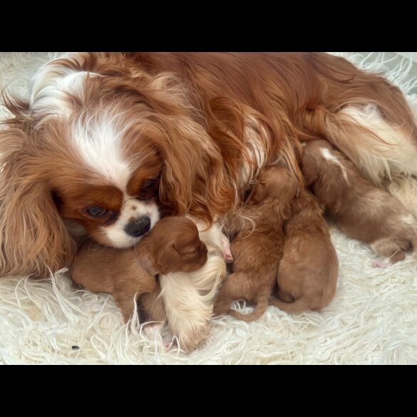 Cavalier King Charles Spaniel - Bitches