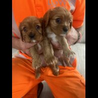 Cavalier King Charles Spaniel - Both