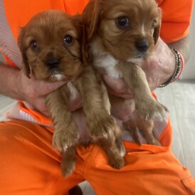 Cavalier King Charles Spaniel - Both
