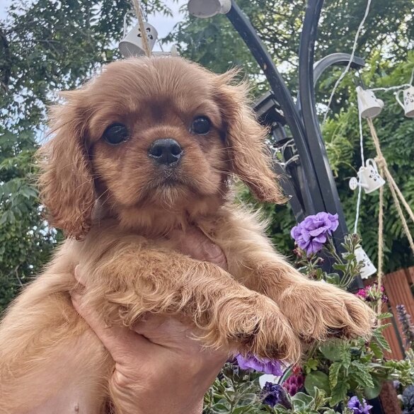 Cavalier King Charles Spaniel - Bitches