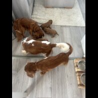 Cavalier King Charles Spaniel - Both
