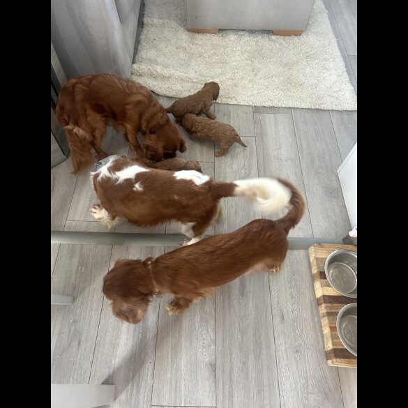 Cavalier King Charles Spaniel - Both