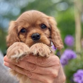 Cavalier King Charles Spaniel - Bitches
