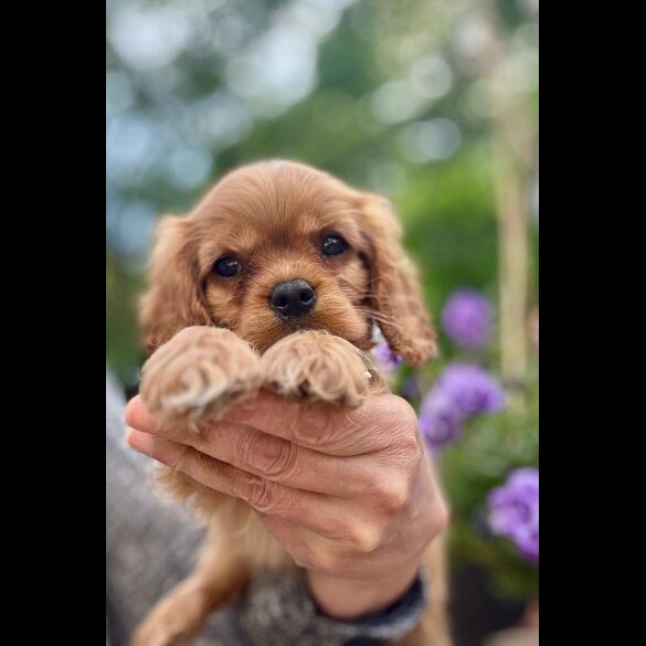 Cavalier King Charles Spaniel - Bitches