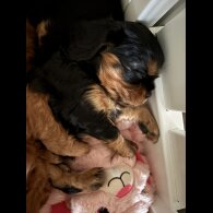 Cavalier King Charles Spaniel - Bitches