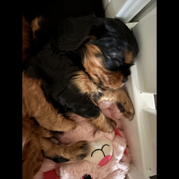 Cavalier King Charles Spaniel - Bitches