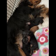 Cavalier King Charles Spaniel - Bitches