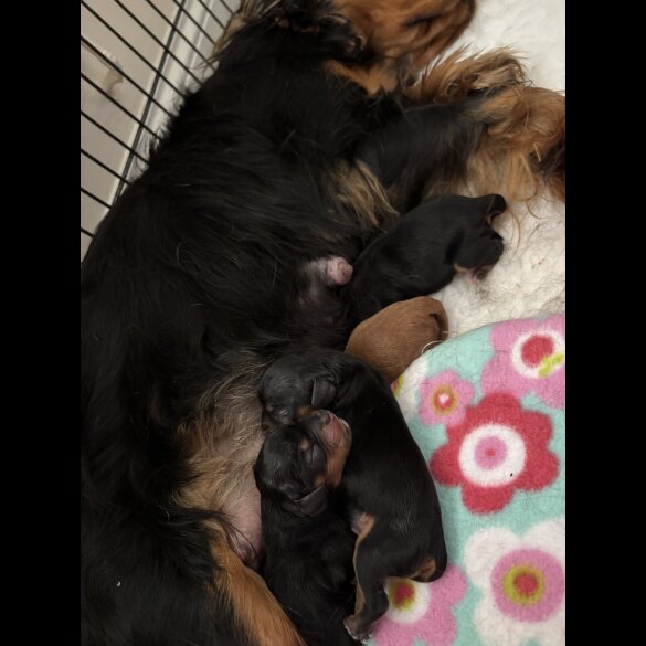 Cavalier King Charles Spaniel - Bitches