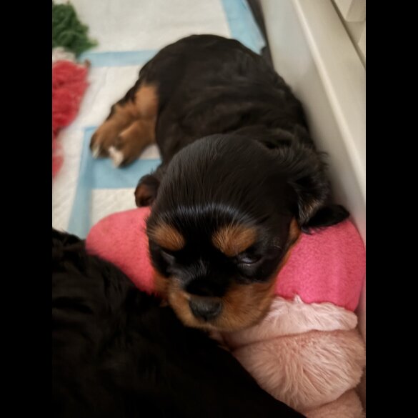 Cavalier King Charles Spaniel - Bitches