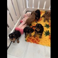 Cavalier King Charles Spaniel - Bitches
