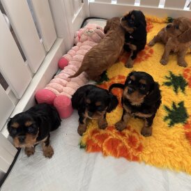 Cavalier King Charles Spaniel - Both