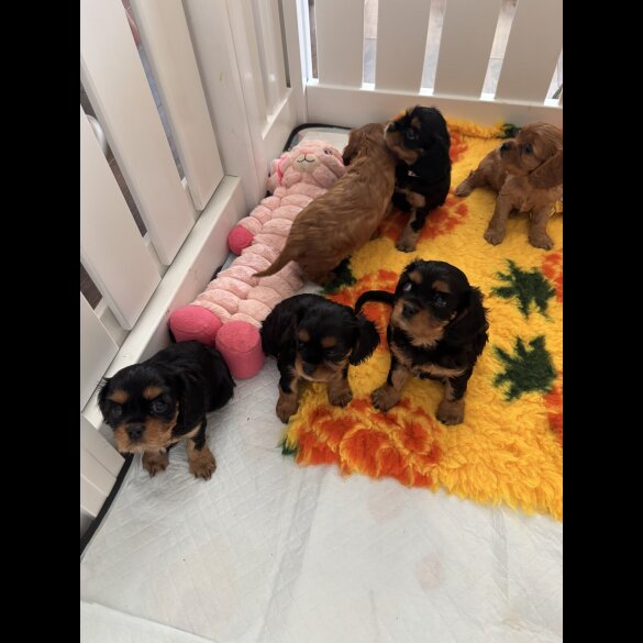 Cavalier King Charles Spaniel - Bitches