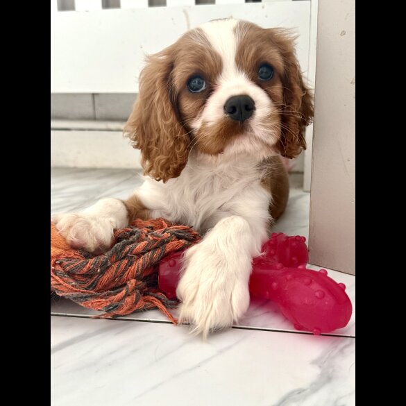 Cavalier King Charles Spaniel - Both