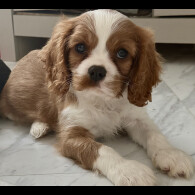 Cavalier King Charles Spaniel - Both