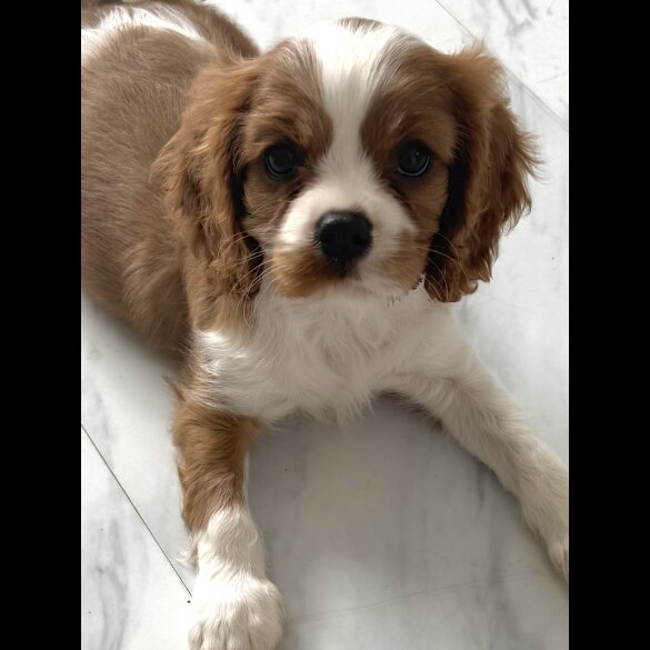 Cavalier King Charles Spaniel - Both