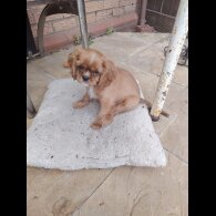 Cavalier King Charles Spaniel - Bitches