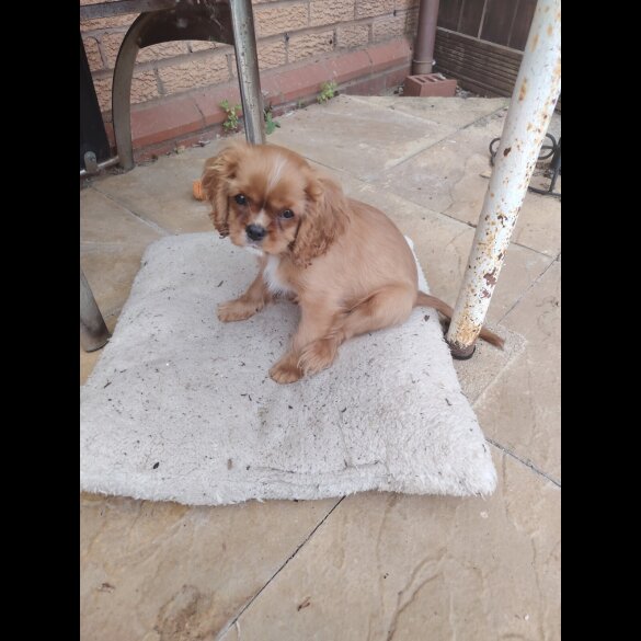 Cavalier King Charles Spaniel - Bitches