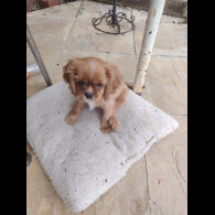 Cavalier King Charles Spaniel - Bitches