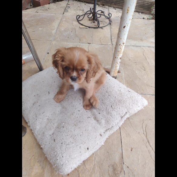 Cavalier King Charles Spaniel - Bitches
