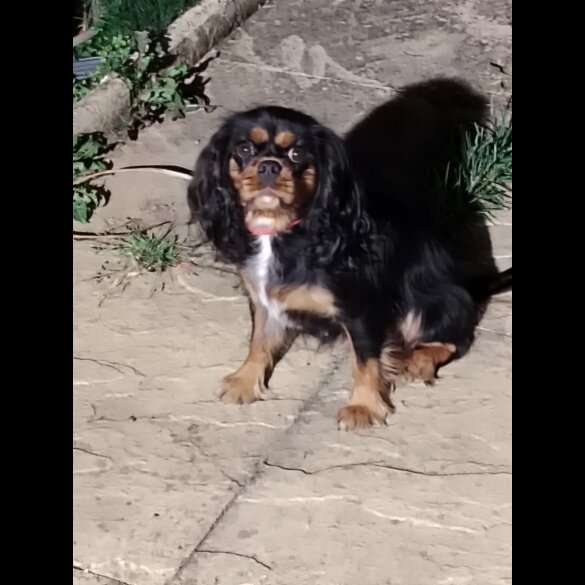 Cavalier King Charles Spaniel - Bitches