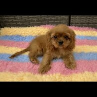 Cavalier King Charles Spaniel - Dogs