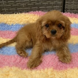 Cavalier King Charles Spaniel - Dogs