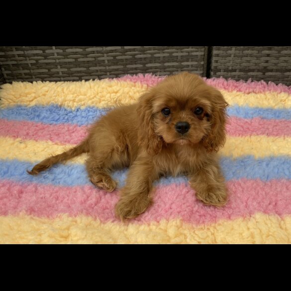 Cavalier King Charles Spaniel - Dogs