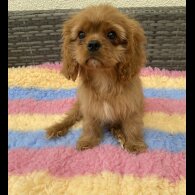 Cavalier King Charles Spaniel - Dogs