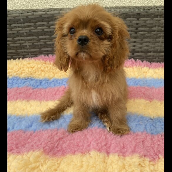 Cavalier King Charles Spaniel - Dogs
