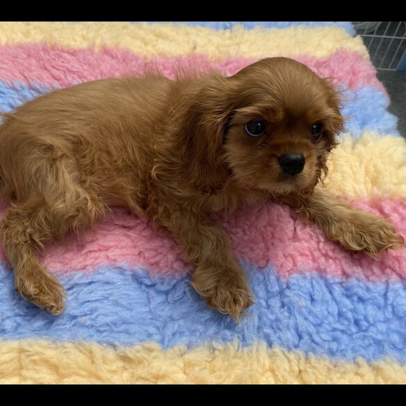 Cavalier King Charles Spaniel - Dogs