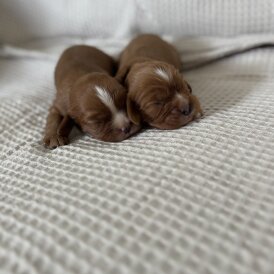 Cavalier King Charles Spaniel - Dogs