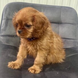 Cavalier King Charles Spaniel - Dogs