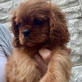 Cavalier King Charles Spaniel - Dogs