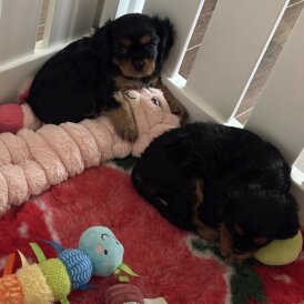 Cavalier King Charles Spaniel - Bitches