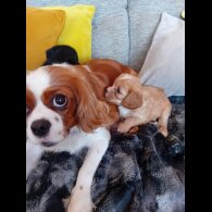Cavapoo - Both