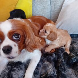 Cavapoo - Both