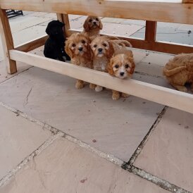 Cavapoo - Both