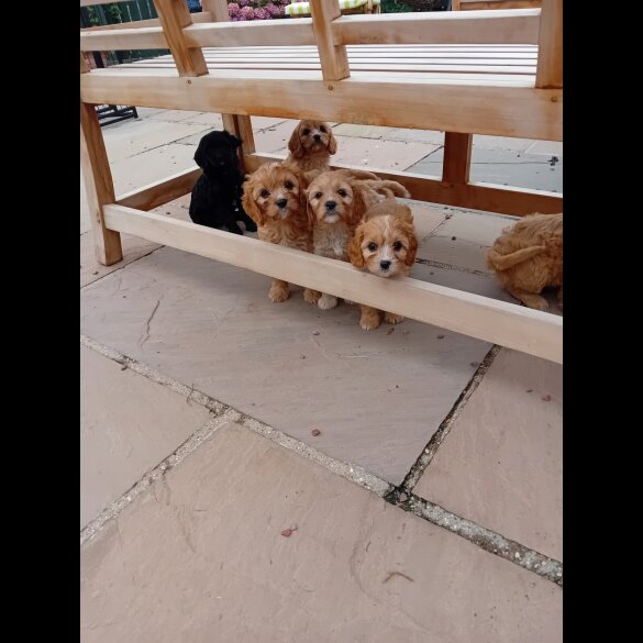 Cavapoo - Both